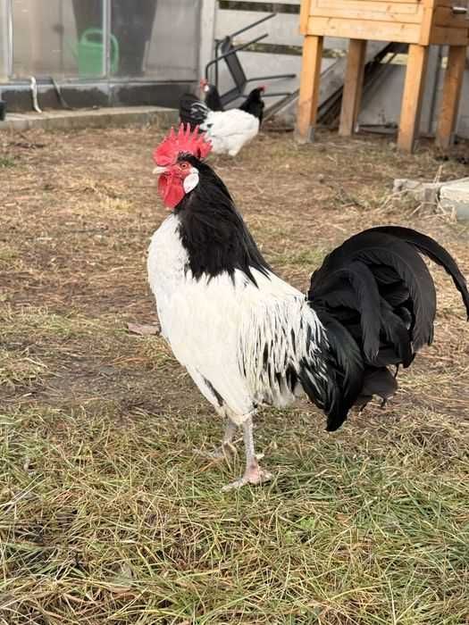 Jaja lęgowe lakenfelder