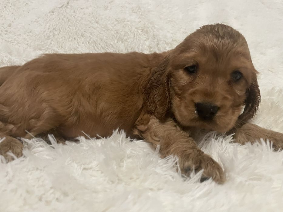 Cocker spaniel angielski