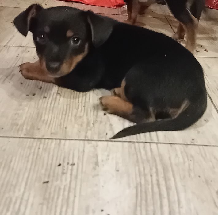 Śliczne szczeniaczki szukają kochających właścicieli