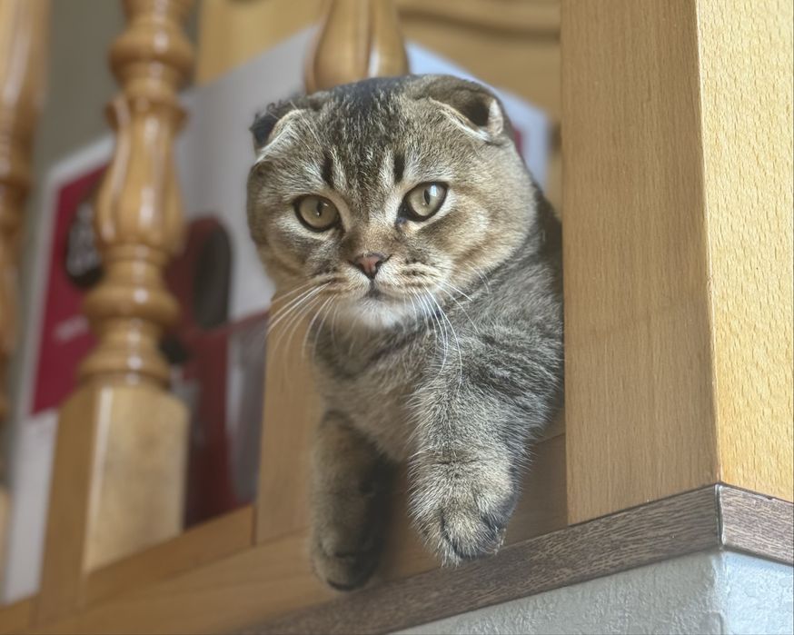 Вязка. Кіт породи скоттиш-фолд