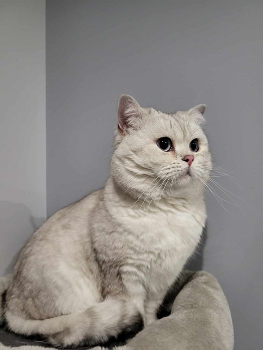 Reproduktor Brytyjsi krótkowłosy