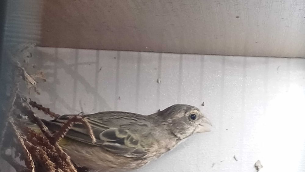 Kanarki Kulczyk Flaviventris 2024 sprowadzone z Włoch