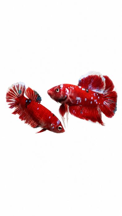 Diversidade de Bettas importados