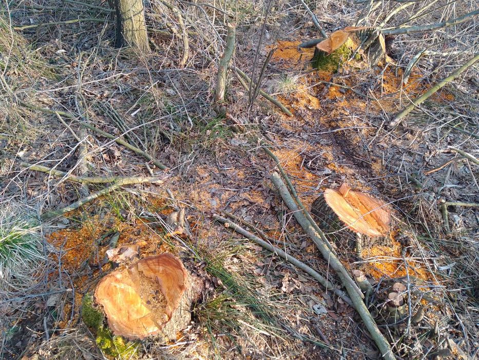 Sprzedam drzewo na pniu, sosna, brzoza, olcha (100+), na opał, budowę