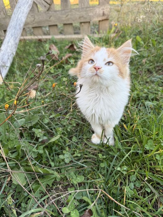 віддам котика у добрі руки