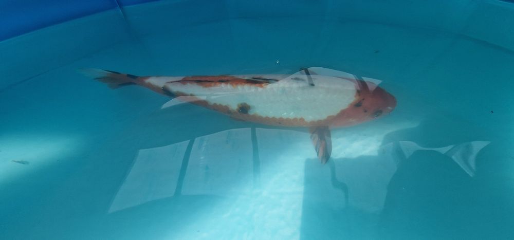 Carpa koi com 32cm