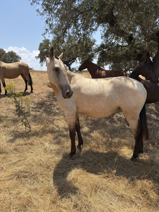 Poldra com 3,5  anos