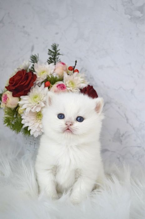 Британские котята золотая шиншилла