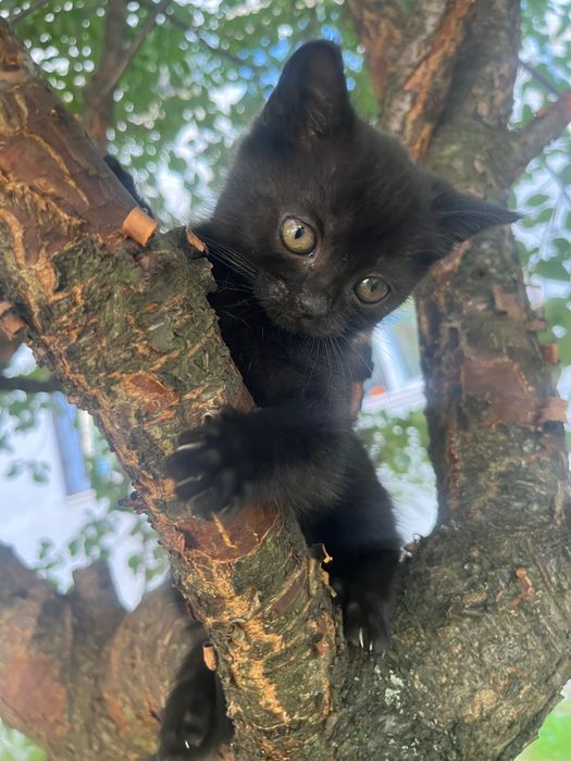 кошенята в добрі руки