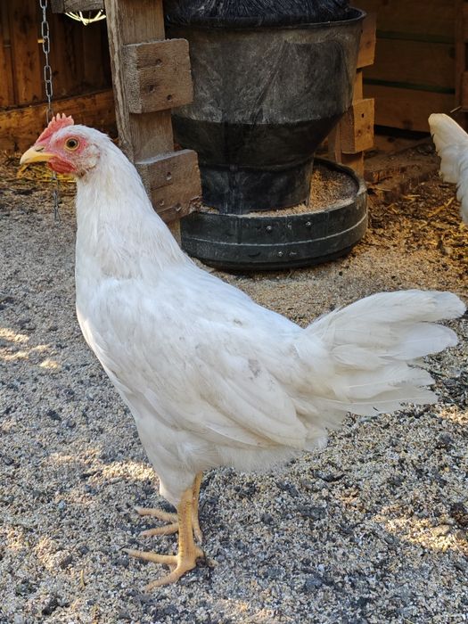 Młode koguty Leghorn