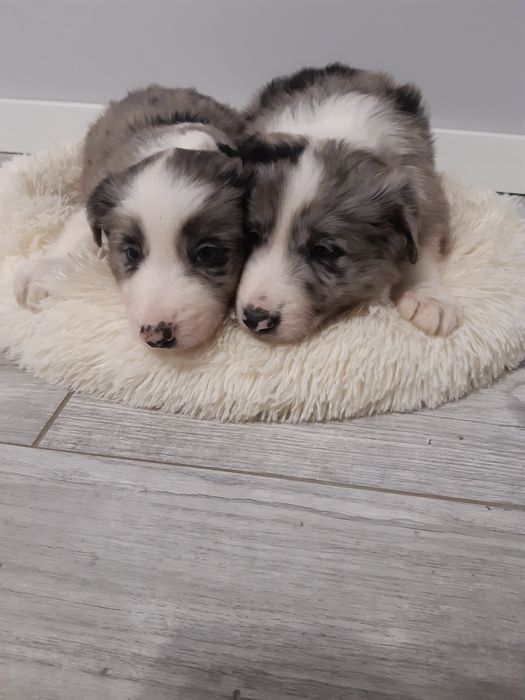 Border Collie blue merle piesek