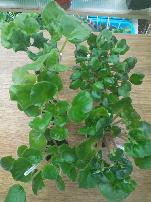 Фіалки сортові, набори