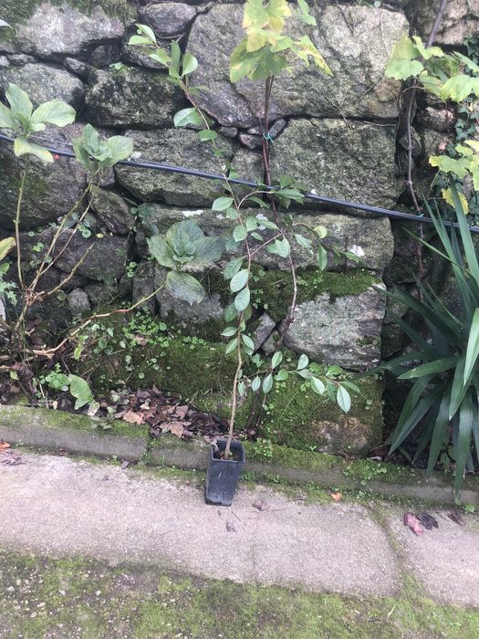 Plantas Araca amarela