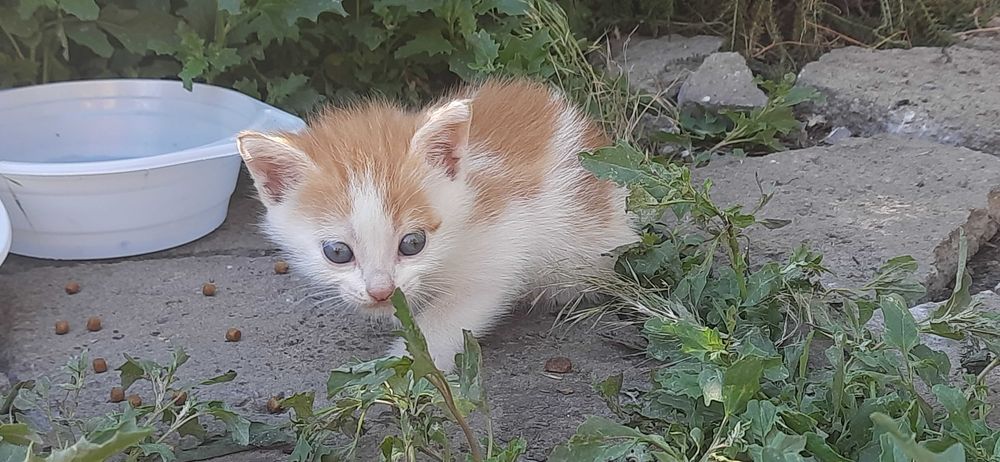 Кошенята, котята, гарнесенькі м.Лозова та околиці.
