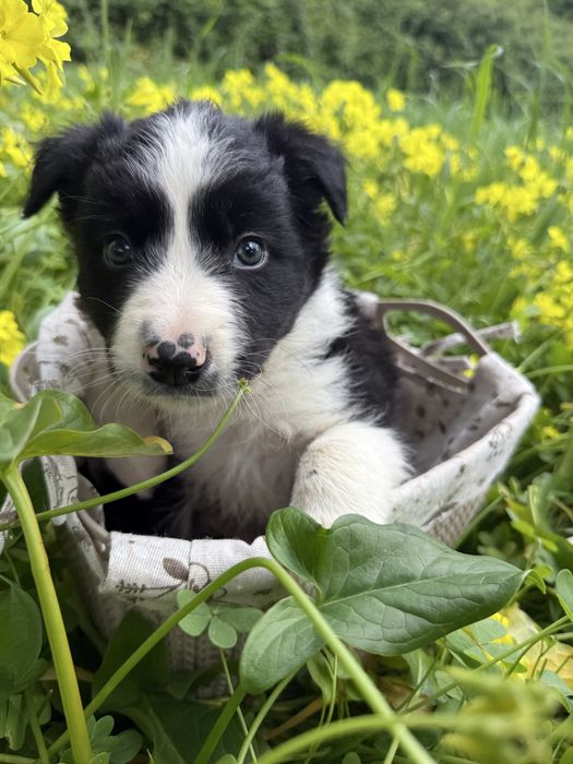 Menino border collie preto e branco