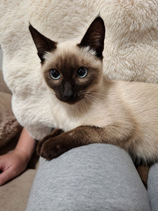 Gatinha bebe para adopção