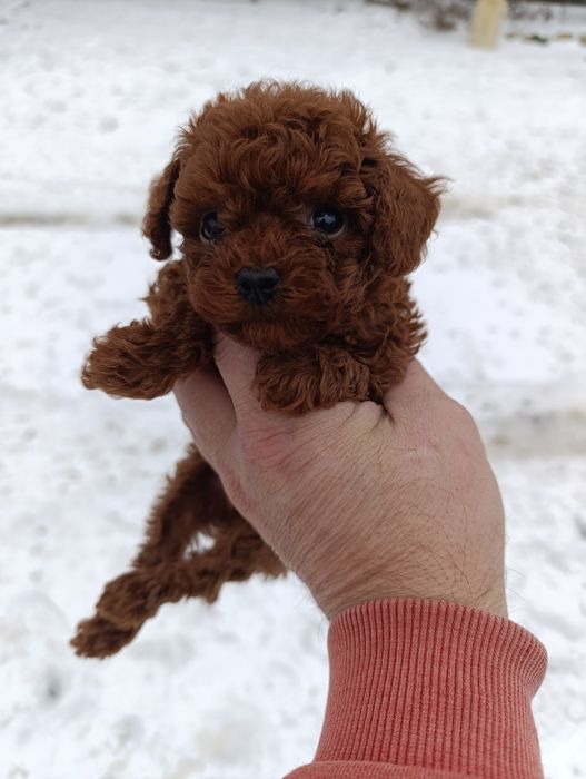 Червона дівчинка найвищої якості