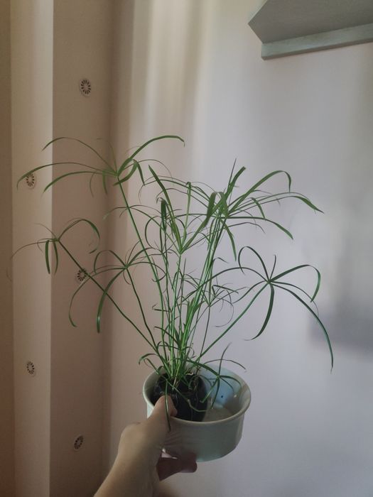 Sprzedam papirusa cibora