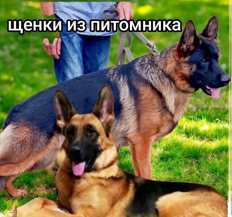 Питомник" THE GOLDEN PATCH'  TO VIKTORI"предлогает щенков.