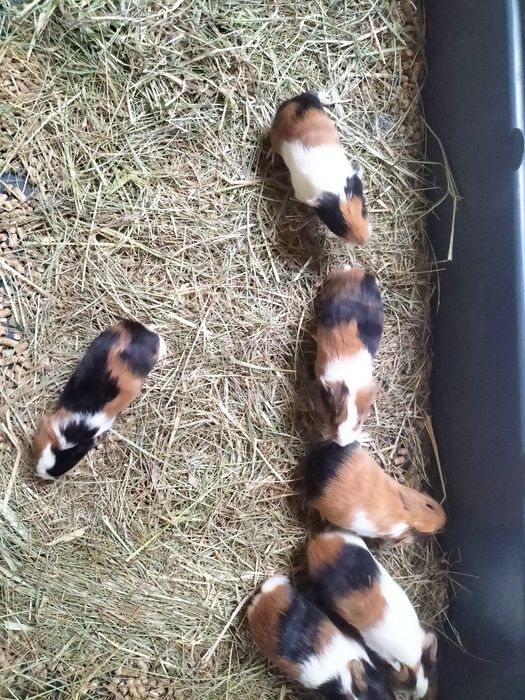 Sprzedam młode świnki morskie