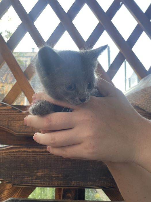 Отдам котят бесплатно !