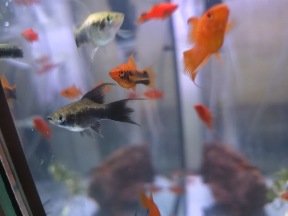 Mieczyki liry długopłetwe