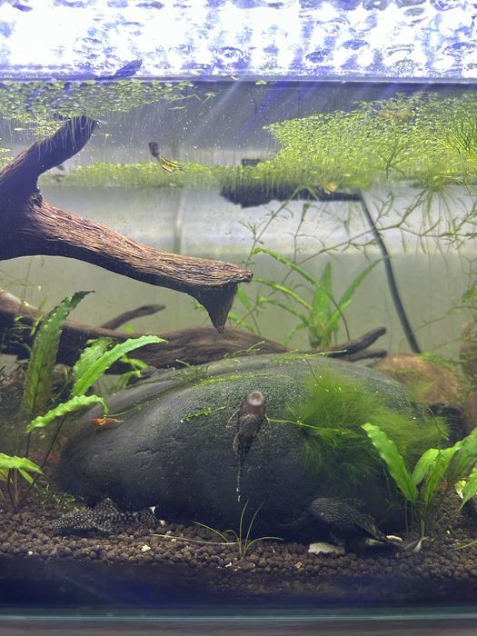 Ancistrus sp 5/6cm