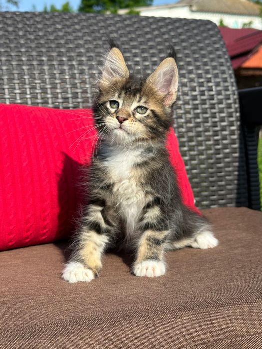 Severin-Kocurek Maine Coon