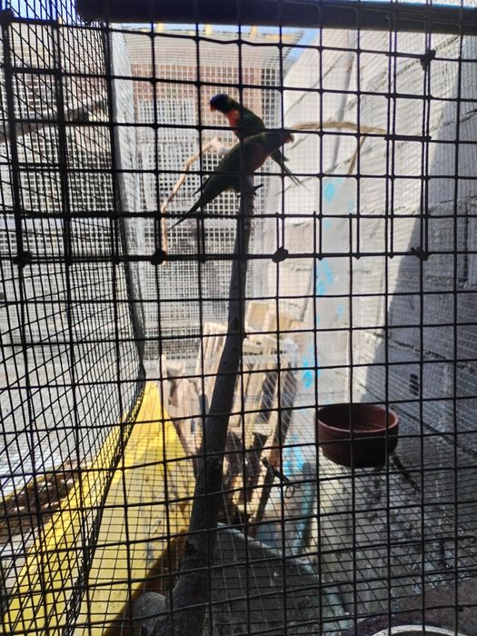 vendo loris molucanos