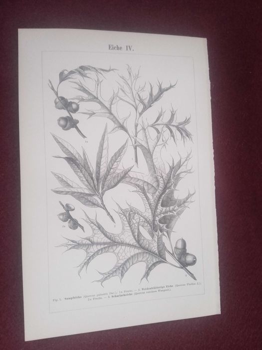 Liście drzew - Dąb  oryginalna XIX w. grafika