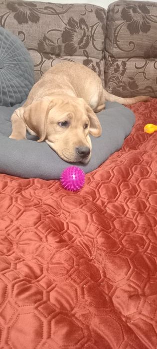 Шикарний хлопчик чекає на маму і тата