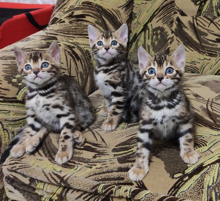 Бенгальські кошенята