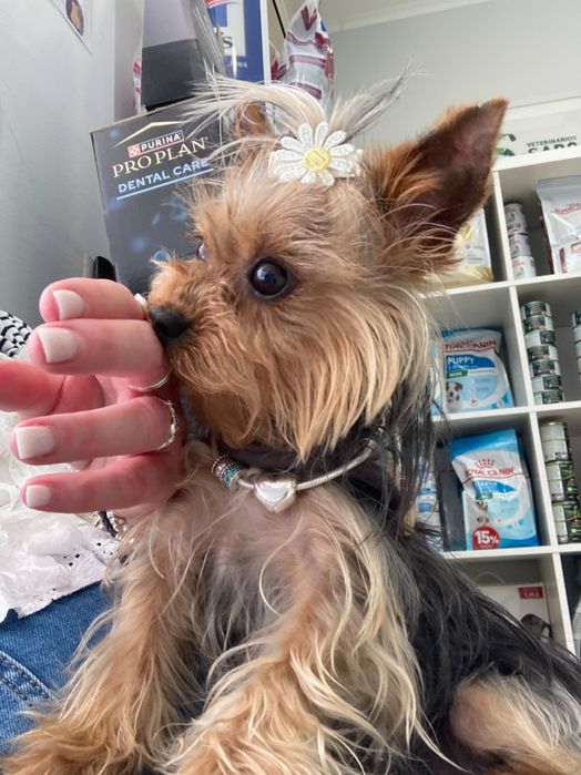 Femea Yorkshire 2anos 1’200kgs