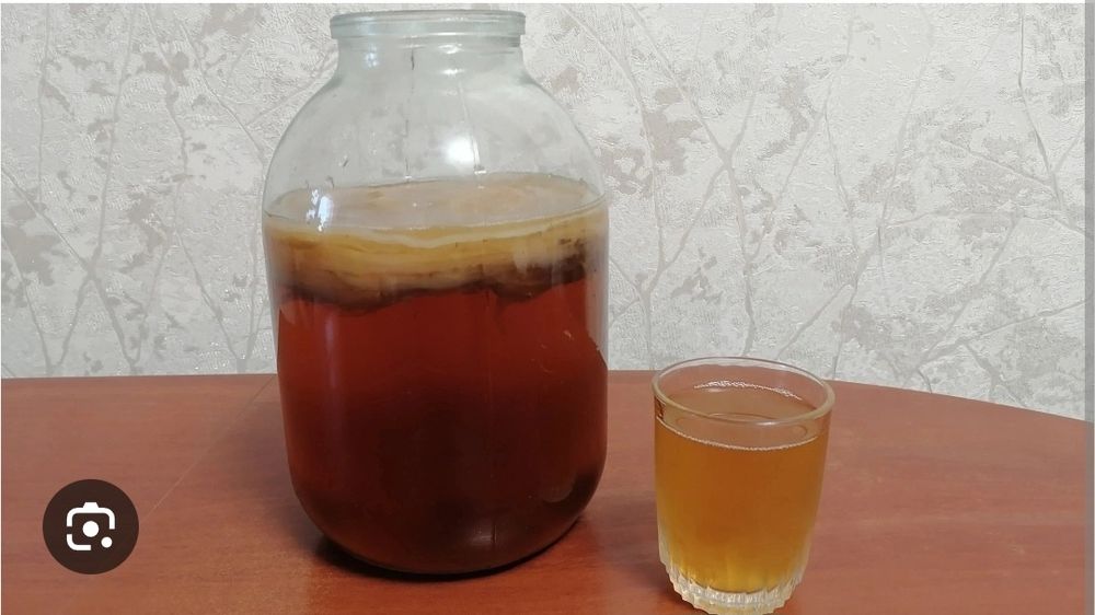 Продам чайний гриб недорого!