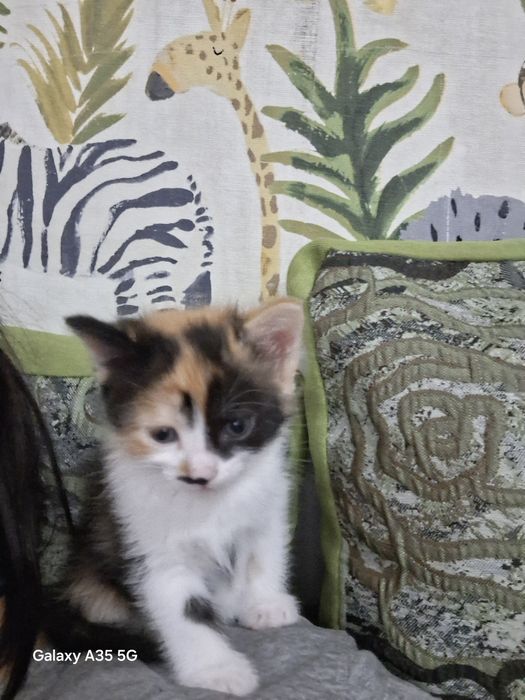 Відам кошенят в добрі руки,без коштовно