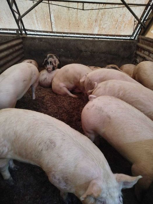 Продам свиней живою вагою (домашні)