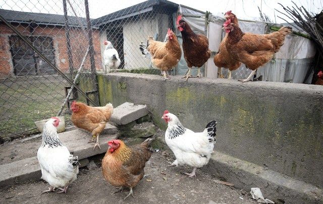 Zdrowe kury nioski. Darmowy transport. Wsparcie przed i po zakupie.