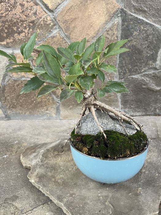 Бонсай вулична рослина форзиція діаметр горщика 17 см