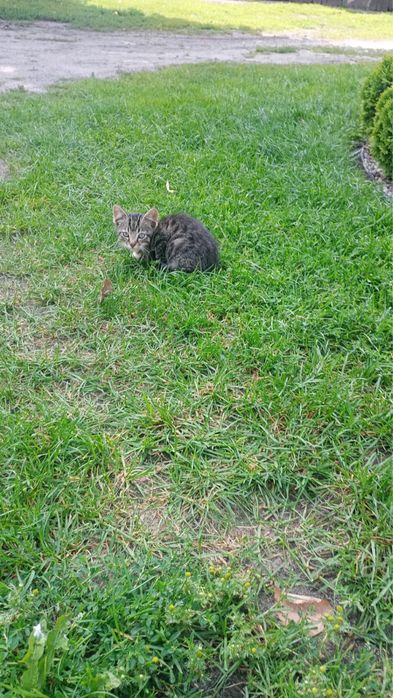 Kotki, koty do adopcji