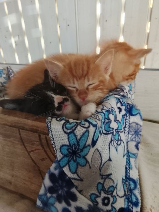 Dou gatinhos bebes