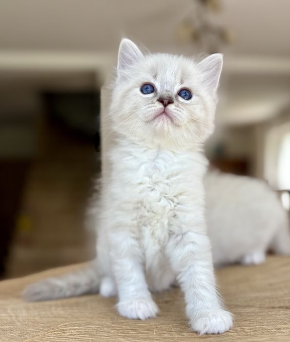 Ragdoll FPL kocurek blue mitted tabby