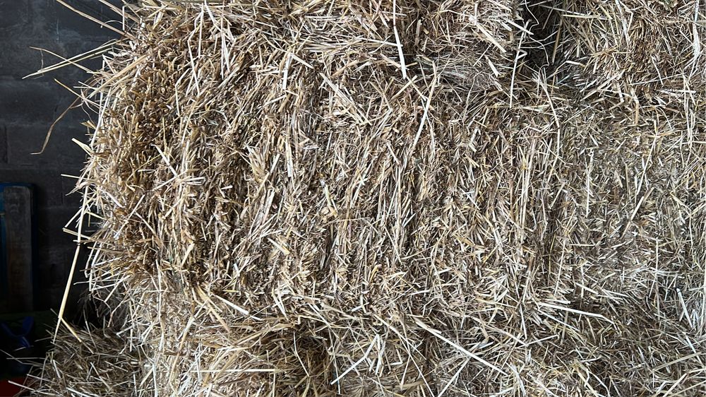 Vendo palha 2025