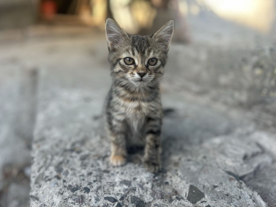Кошенята в добрі руки