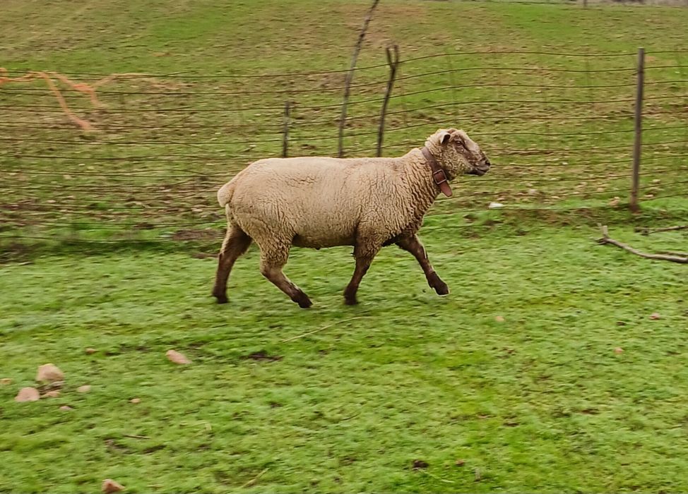 Malato com dois anos