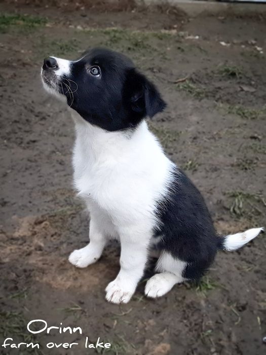 Suczka Border Collie ZKwP FCI7