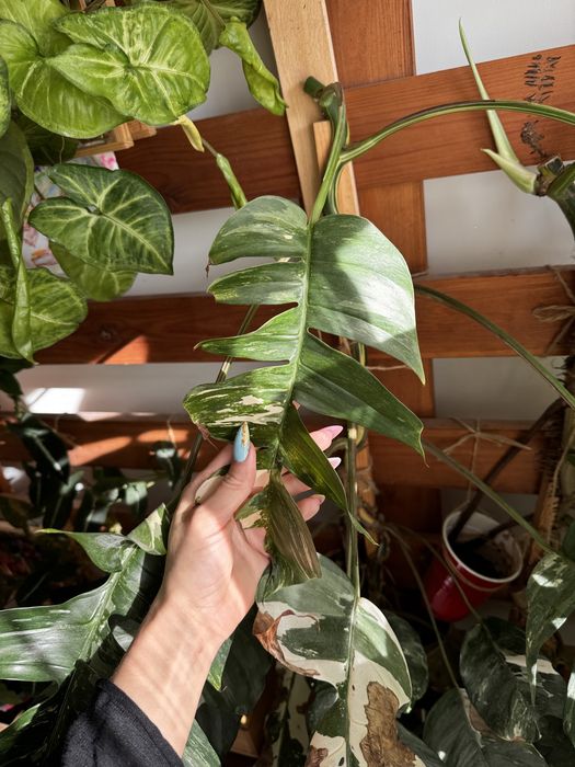 Szczepka pęd epipremnum pinnatum variegata