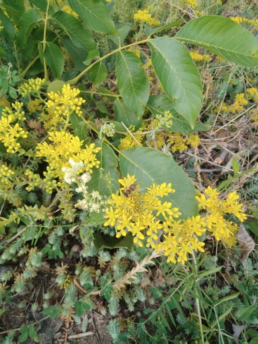 Очиток скальный Седум Sedum reflexum почвопокровник медонос