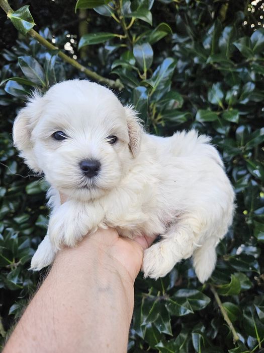 Bichon Maltês Fêmea