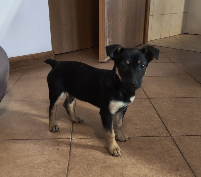 Oddam piękne szczeniaczki w dobre ręce