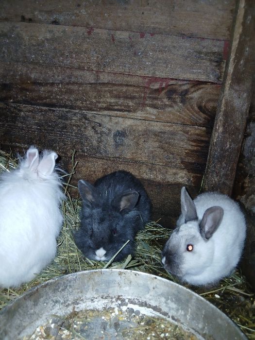 Króliki miniaturki młode